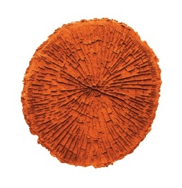 Circular tree texture