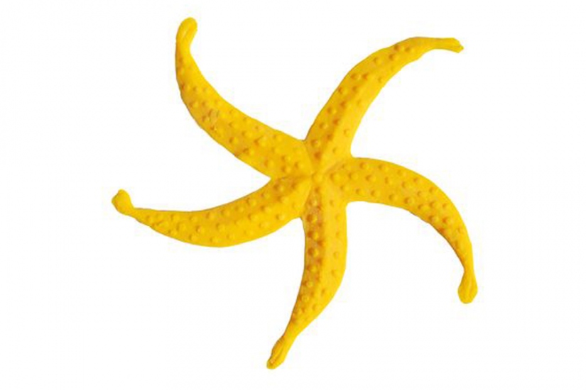 Starfish Matrices Frises Rosaces Isoplam